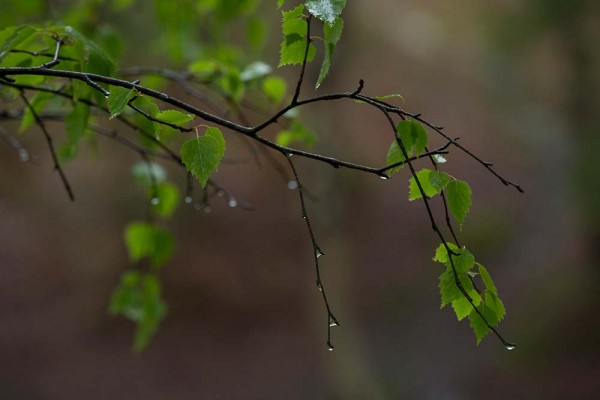 julian, konczak, photography, video, new, forest, a trip out