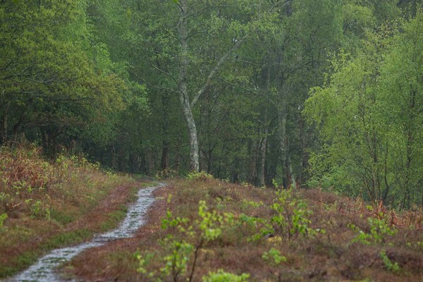 julian, konczak, photography, video, new, forest, a trip out