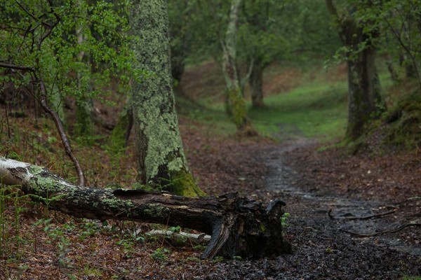 julian, konczak, photography, video, new, forest, a trip out