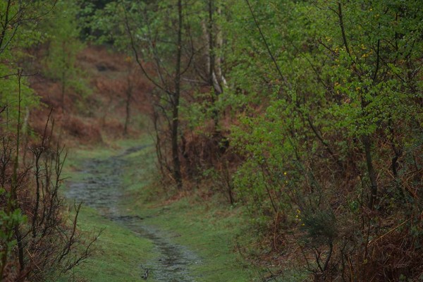 julian, konczak, photography, video, new, forest, a trip out