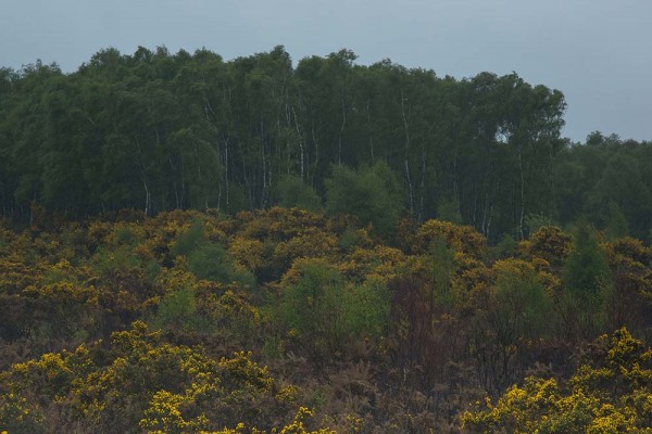 julian, konczak, photography, video, new, forest, a trip out