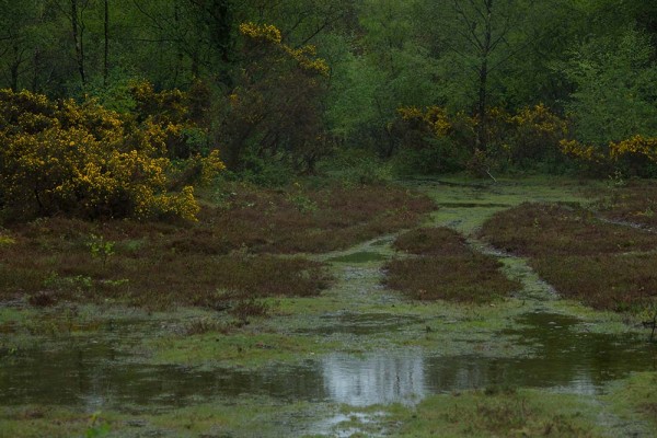 julian, konczak, photography, video, new, forest, a trip out