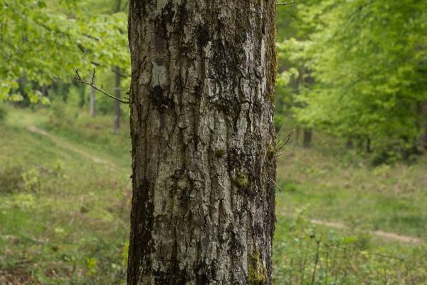 julian, konczak, photography, video, new, forest, a trip out