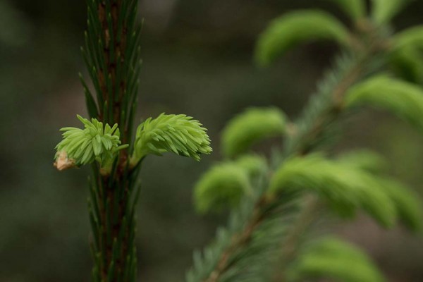 julian, konczak, photography, video, new, forest, a trip out