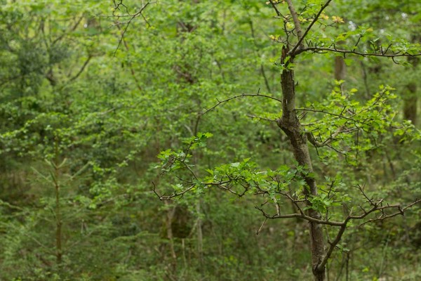 julian, konczak, photography, video, new, forest, a trip out