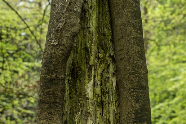 julian, konczak, photography, video, new, forest, a trip out