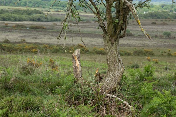 julian, konczak, photography, video, new, forest, a trip out