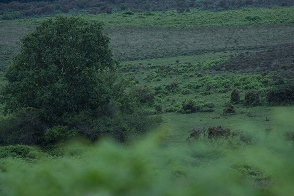 julian, konczak, photography, video, new, forest, a trip out