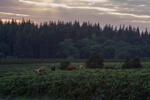 julian, konczak, photography, video, new, forest, a trip out