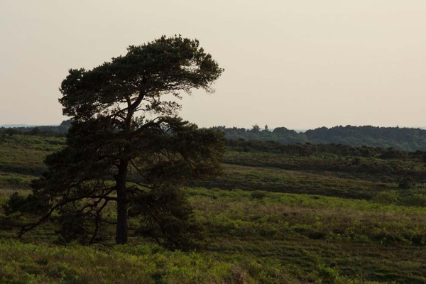 julian, konczak, photography, video, new, forest, a trip out