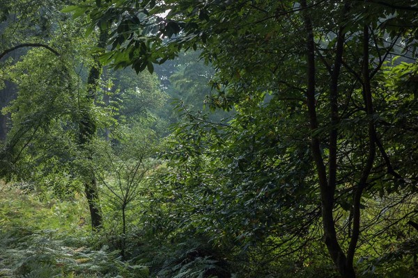 julian, konczak, photography, video, new, forest, a trip out