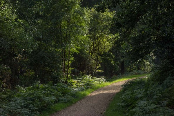 julian, konczak, photography, video, new, forest, a trip out