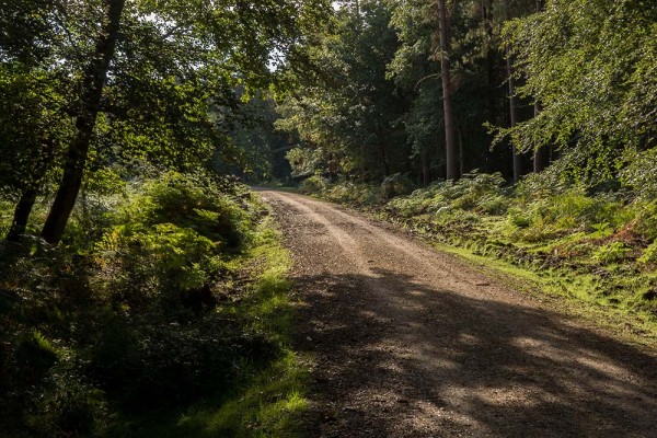 julian, konczak, photography, video, new, forest, a trip out