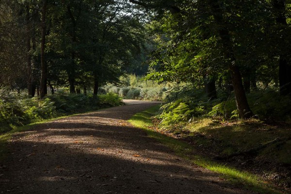 julian, konczak, photography, video, new, forest, a trip out