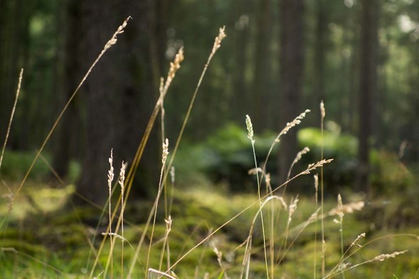 julian, konczak, photography, video, new, forest, a trip out