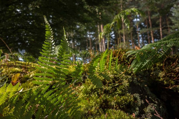 julian, konczak, photography, video, new, forest, a trip out