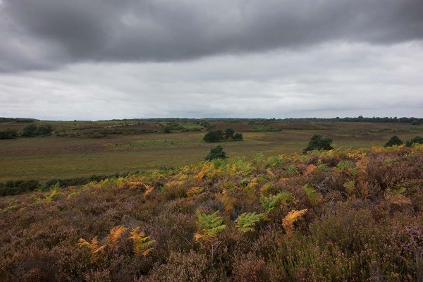 julian, konczak, photography, video, new, forest, a trip out In Search of a Vista – Over Goatspen Plain