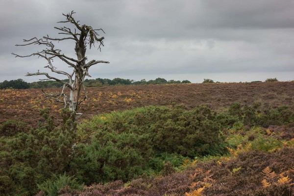 julian, konczak, photography, video, new, forest, a trip out In Search of a Vista – Over Goatspen Plain 