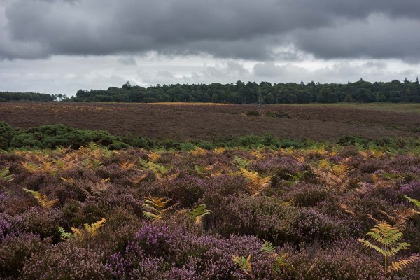 julian, konczak, photography, video, new, forest, a trip out In Search of a Vista – Over Goatspen Plain