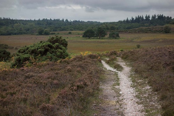 julian, konczak, photography, video, new, forest, a trip out In Search of a Vista – Over Goatspen Plain