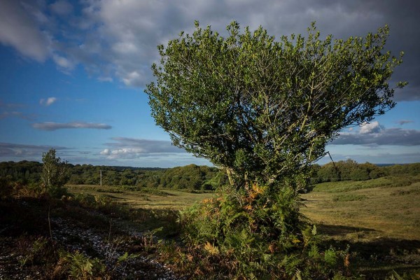 julian, konczak, photography, video, new, forest, a trip out, stoney cross