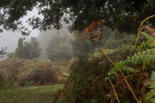 julian, konczak, photography, video, new, forest, a trip out, janesmoor