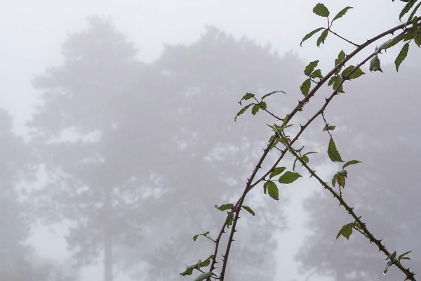 julian, konczak, photography, video, new, forest, a trip out, janesmoor