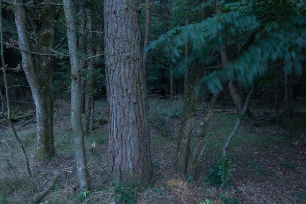 julian, konczak, photography, video, new, forest, a trip out, holly hatch