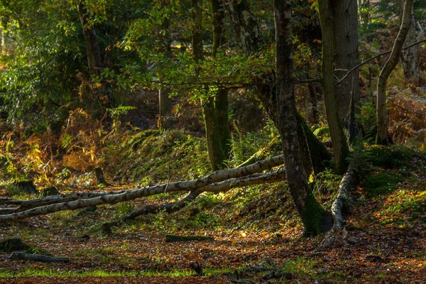 julian, konczak, photography, dockens water, forest trip out, new forest