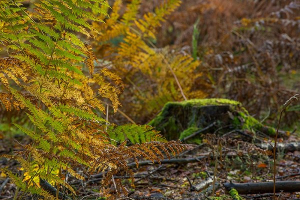 julian, konczak, photography, dockens water, forest trip out, new forest