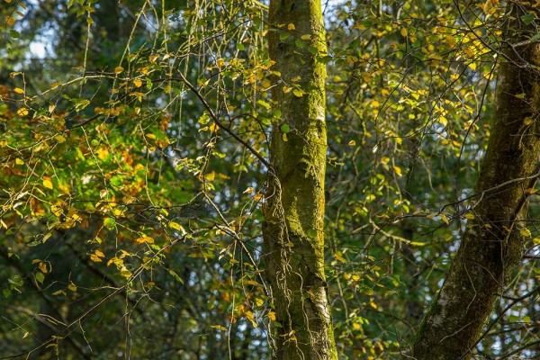 julian, konczak, photography, dockens water, forest trip out, new forest