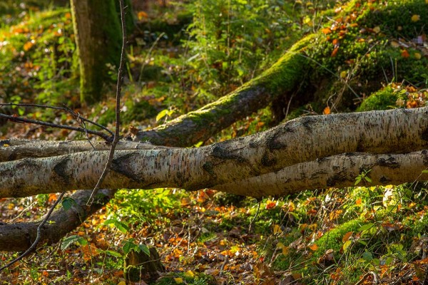 julian, konczak, photography, dockens water, forest trip out, new forest