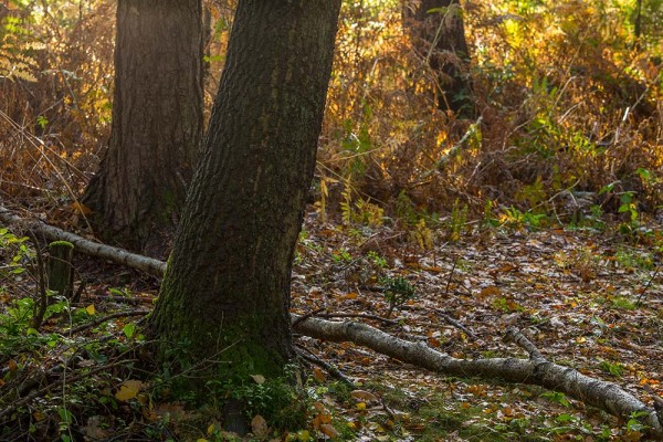 julian, konczak, photography, dockens water, forest trip out, new forest