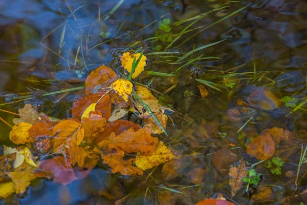 julian, konczak, photography, dockens water, forest trip out, new forest