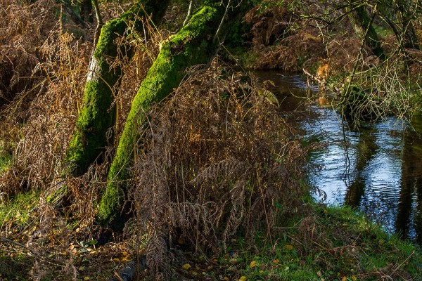 julian, konczak, photography, dockens water, forest trip out, new forest