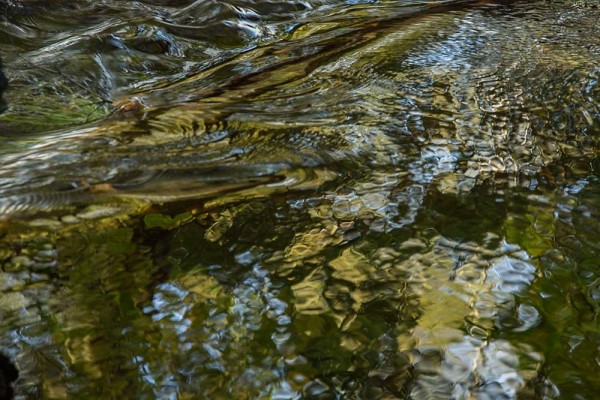 julian, konczak, photography, dockens water, forest trip out, new forest