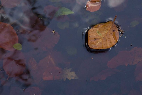 julian, konczak, photography, dockens water, forest trip out, new forest