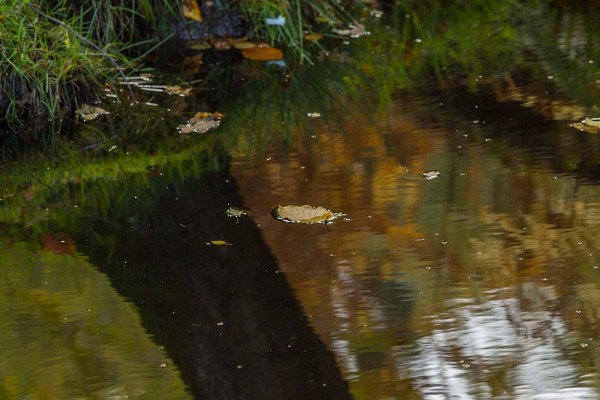 julian, konczak, photography, dockens water, forest trip out, new forest