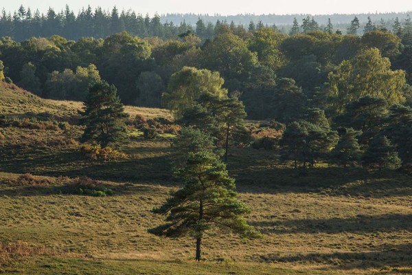 julian, konczak, photography, dockens water, forest trip out, new forest,wick wood, acres down, autumn, lyndhurst