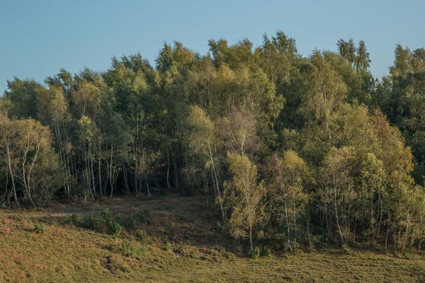 julian, konczak, photography, dockens water, forest trip out, new forest,wick wood, acres down, autumn, lyndhurst