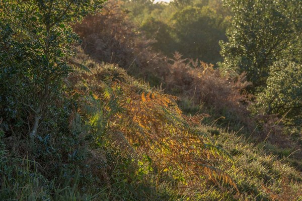 julian, konczak, photography, dockens water, forest trip out, new forest,wick wood, acres down, autumn, lyndhurst