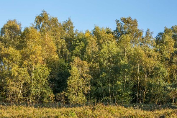 julian, konczak, photography, dockens water, forest trip out, new forest,wick wood, acres down, autumn, lyndhurst