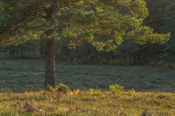 julian, konczak, photography, dockens water, forest trip out, new forest,wick wood, acres down, autumn, lyndhurst