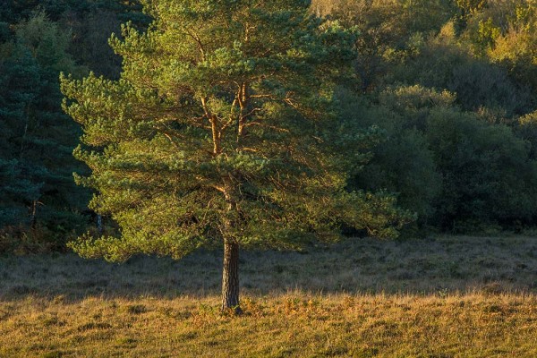 julian, konczak, photography, dockens water, forest trip out, new forest,wick wood, acres down, autumn, lyndhurst