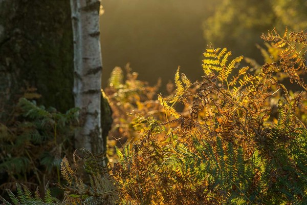 julian, konczak, photography, dockens water, forest trip out, new forest,wick wood, acres down, autumn, lyndhurst