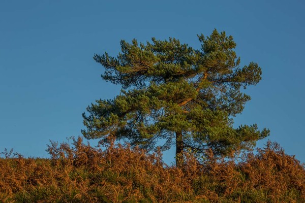 julian, konczak, photography, dockens water, forest trip out, new forest,wick wood, acres down, autumn, lyndhurst