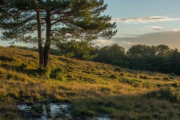 julian, konczak, photography, dockens water, forest trip out, new forest,wick wood, acres down, autumn, lyndhurst