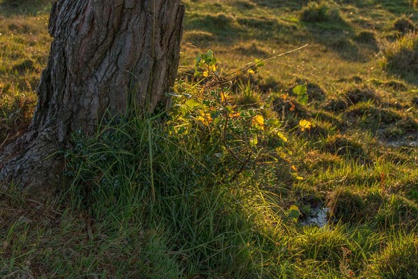 julian, konczak, photography, dockens water, forest trip out, new forest,wick wood, acres down, autumn, lyndhurst