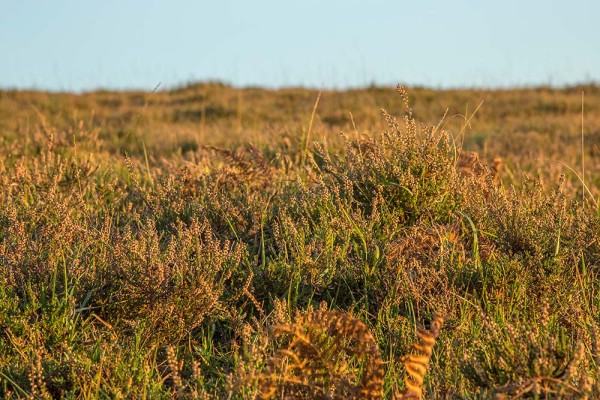 julian, konczak, photography, dockens water, forest trip out, new forest,wick wood, acres down, autumn, lyndhurst