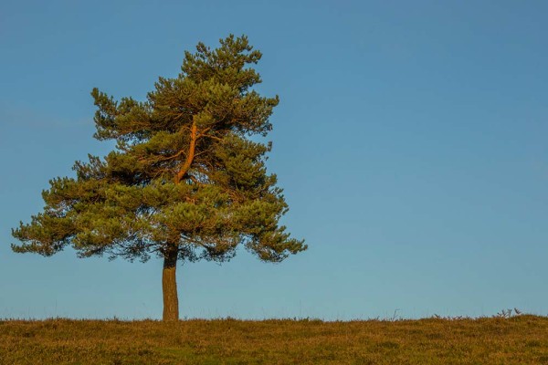 julian, konczak, photography, dockens water, forest trip out, new forest,wick wood, acres down, autumn, lyndhurst